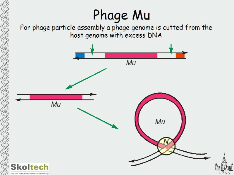 Phage Mu For phage particle assembly a phage genome is cutted from the host